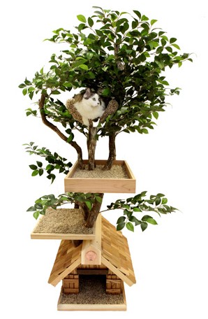 arbre a chat plante